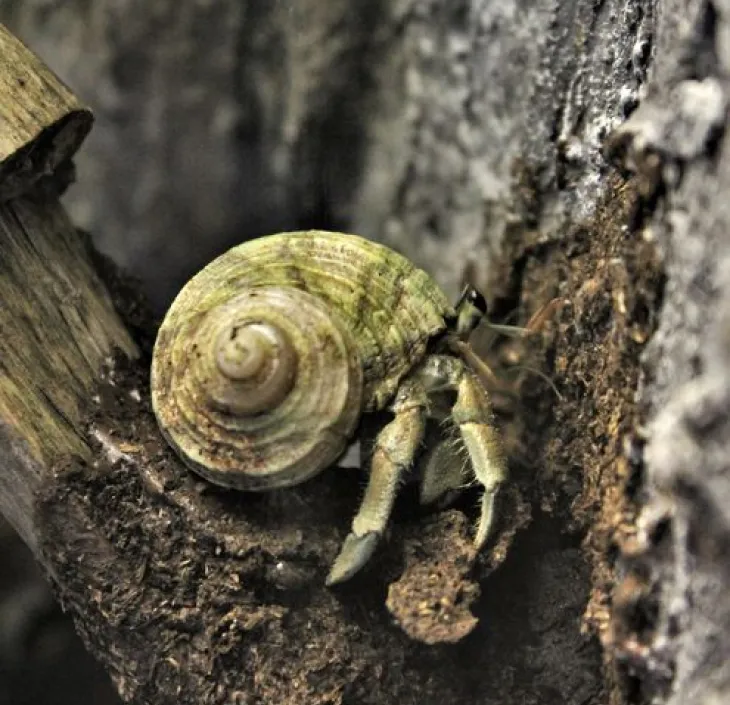 Discover The Land Hermit Crab | Nausicaa